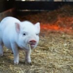 pig image